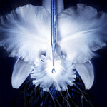 Guerlain Orchidée impériale concentrado 50 ml