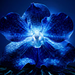 Guerlain Orchidée impériale creme claro 50 ml