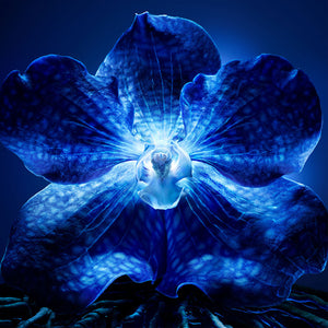 Guerlain Orchidée impériale creme claro 50 ml
