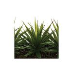 HKH Centro de Mesa Aloe Vera