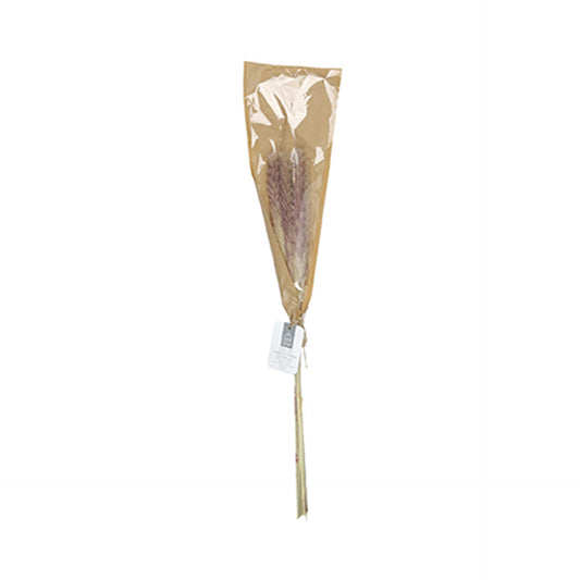 HKH Conjunto de 6 Pampas Naturais Decorativas 60 cm