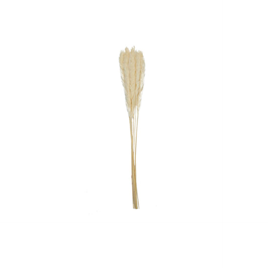 HKH Conjunto de 6 Pampas Naturais Decorativas 60 cm