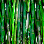 Caixa Pequena Quadrada com Tampa Bambu