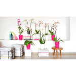 Artevasi Vaso Fiji Orquídea 12,5 cm Transparente